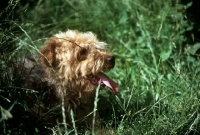 Picture of lakeland terrier in pet trim