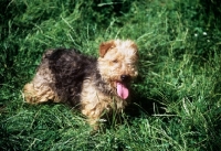 Picture of lakeland terrier in pet trim