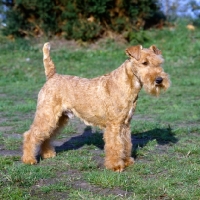 Picture of lakeland terrier in show coat standing on grass