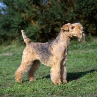 Picture of lakeland terrier in show coat standing on grass