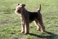 Picture of lakeland terrier in show trim 