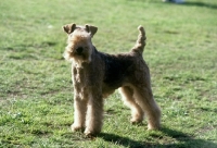 Picture of lakeland terrier in show trim 