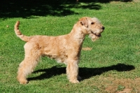 Picture of Lakeland Terrier posed