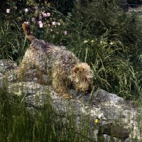 Picture of lakeland terrier puppy, untrimmed,  walking along a stone wall