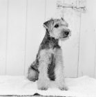 Picture of lakeland terrier puppy
