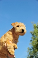 Picture of Lakeland Terrier puppy