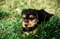 Picture of lakeland terrier puppy