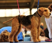 Picture of Lakeland Terrier ready to get groomed