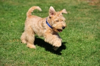 Picture of Lakeland Terrier running on grass