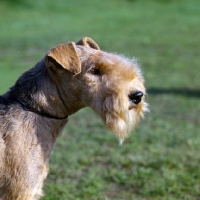 Picture of lakeland terrier, show trim, head head study