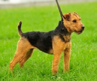 Picture of Lakeland Terrier side view