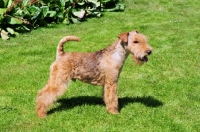 Picture of Lakeland Terrier, side view