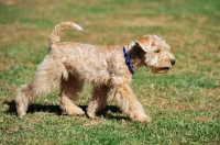 Picture of Lakeland Terrier walking, side view