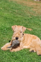 Picture of Lakeland Terrier with furry toy
