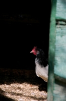 Picture of Lakenfelder (aka lakenvelder) in barn