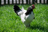 Picture of Lakenfelder (aka lakenvelder), on grass