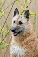 Picture of Lakenois (Belgian Shepherd) portrait