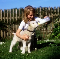 Picture of lamb drinking  milk from a bottle of