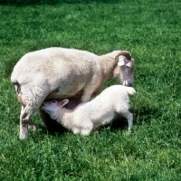 Picture of lamb drinking