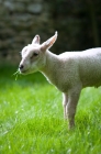 Picture of Lamb eating grass in the sun.