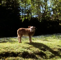 Picture of lamb in spring