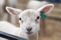 Picture of Lamb looking over fence at the camera.