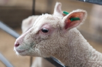 Picture of lamb looking through a fence