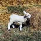 Picture of lamb near straw