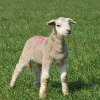 Picture of lamb on grass