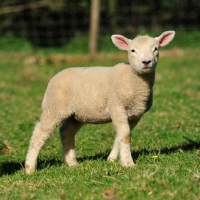 Picture of lamb on grass