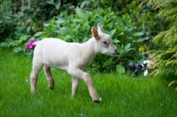 Picture of Lamb playing in the grass.