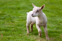 Picture of Lamb running in a field.