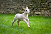 Picture of Lamb running in field.