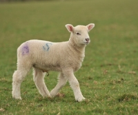 Picture of lamb running in grass, baby, full body