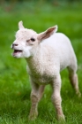 Picture of Lamb standing in a field calling out.