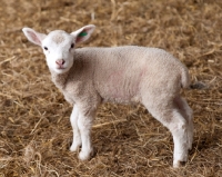Picture of Lamb standing in some hay looking at the camera.