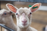 Picture of Lamb, with it's ears up, looking over a fence.