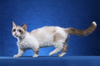 Picture of lambkin on blue background, 12 month old Seal Point and White Lambkin Female.