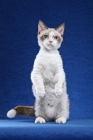 Picture of lambkin standing on hind legs, on blue background