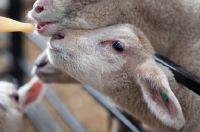 Picture of Lambs being fed with baby's bottle.
