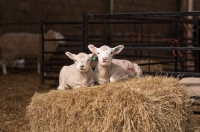 Picture of Lambs lying on some hay in the sun.