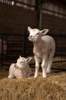 Picture of Lambs resting on some hay in the sun.