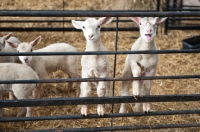 Picture of Lambs standing on a fence in a pen waiting to be fed