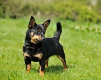 Picture of Lancashire Heeler on grass