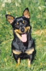 Picture of Lancashire Heeler on grass