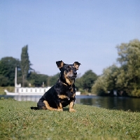 Picture of lancashire heeler, sean not show dog, on river bank,