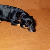 Picture of lancashire heeler, shamus, lying down feeling rather guilty