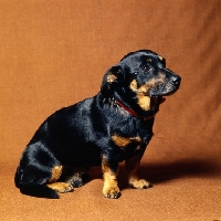 Picture of lancashire heeler, shamus, sitting on fabric