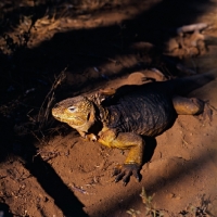 Picture of land iguana basking on sand on santa cruz island, galapagos  islands