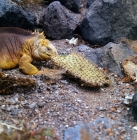 Picture of land iguana eating cactus on south plazas island, galapagos islands